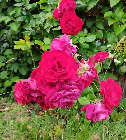 Kuestenliebe * Wilhelmshaven