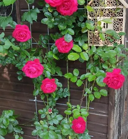 Lejlighed Kuestenliebe