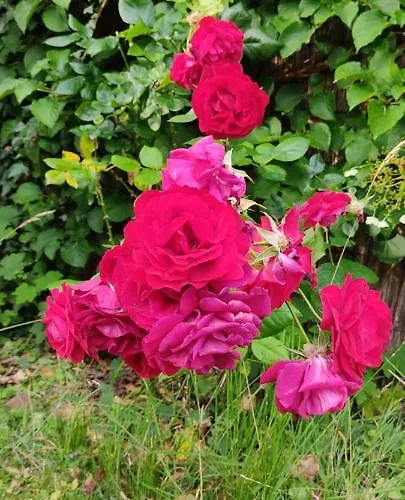 Kuestenliebe * ヴィルヘルムスハーフェン