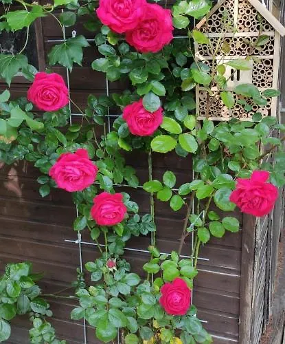 Appartamento Kuestenliebe